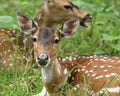 Portrait of Spotted Dears in the forests Royalty Free Stock Photo