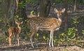 Portrait of spotted deer female with fawn in the forest