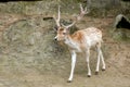 portrait Spotted deer at zoo Royalty Free Stock Photo
