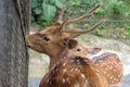 portrait Spotted deer at zoo Royalty Free Stock Photo