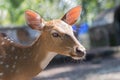 Portrait of spotted fallow deer in the sun.Head of cute young deer Royalty Free Stock Photo