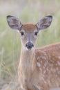 Portrait of spotted Fawn whitetail deer Royalty Free Stock Photo