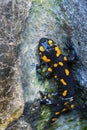 Portrait spotted fire salamander salamandra salamandra partly Royalty Free Stock Photo