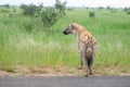 Portrait of a spotted hyaena Crocuta crocuta relaxing Royalty Free Stock Photo