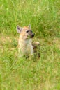 Portrait of a spotted hyaena Crocuta crocuta relaxing Royalty Free Stock Photo