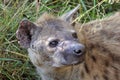 Portrait of a spotted hyena Royalty Free Stock Photo