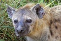 Portrait of a spotted hyena Royalty Free Stock Photo