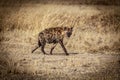 portrait of a spotted hyena Royalty Free Stock Photo