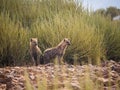 Portrait of spotted hyenas standing in front of green desert bush looking into distance, Palmwag, Namibia, Africa