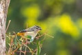 Portrait of a Spotted Pardalote Foraging, Werribee, Victoria, Australia, August 2019