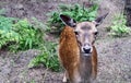 Portrait of a spotted roe deer standing in a clearing at the zoological animal park. White-tailed deer in the grass. Young brown Royalty Free Stock Photo