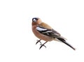 portrait of bird Finch on white isolated background