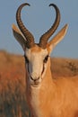 Portrait of springbok Royalty Free Stock Photo