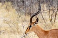 Portrait of Springbok Antidorcas marsupialis Royalty Free Stock Photo