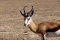 Portrait of Springbok Antidorcas marsupialis Royalty Free Stock Photo