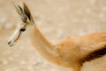 Portrait Springbok