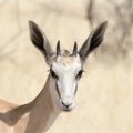 Portrait of a Springbok