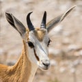 Portrait of a Springbok