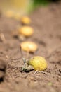 A portrait of sprouting potatoes lying in a row in the dirt of a garden ready to get planted in holes in the ground. The only