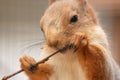 Portrait of a squirrel eating a branch in a zoo Royalty Free Stock Photo