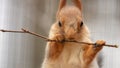 Portrait of a squirrel eating a branch in a zoo Royalty Free Stock Photo