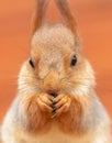 Portrait of a squirrel eating a branch in a zoo Royalty Free Stock Photo