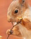 Portrait of a squirrel eating a branch in a zoo Royalty Free Stock Photo