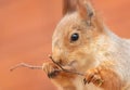 Portrait of a squirrel eating a branch in a zoo Royalty Free Stock Photo