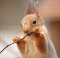 Portrait of a squirrel eating a branch in a zoo Royalty Free Stock Photo