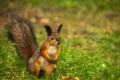 Portrait of a squirrel in green grass Royalty Free Stock Photo