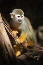 Portrait of squirrel monkey Royalty Free Stock Photo