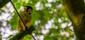 Portrait of a squirrel monkey, cute small monkey, tropical primate specie from the amazon basin of America Royalty Free Stock Photo