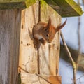 Portrait of a Squirrel in a nestbox