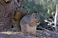 Portrait of a Squirrel Nibbling on a Nut Royalty Free Stock Photo