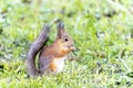 Portrait of a squirrel sitting on a grass while eating a nut Royalty Free Stock Photo
