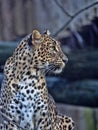 Portrait of Sri Lanka Leopard, Panthera pardus kotiya Royalty Free Stock Photo