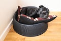 Portrait of a Staffordshire bull terrier dog lying in a plastic pet bed on a cushion with a cute raised eyebrows expression