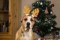 Portrait of staffordshire terrier puppy posing in cozy living room dressed up for new year celebration