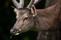 Portrait of stag feeding on grass