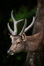 Portrait of stag feeding on grass