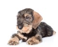 Portrait standard wire-haired dachshund puppy. isolated on white Royalty Free Stock Photo