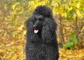 Portrait of standart poodle