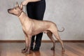 Portrait of standing adult Xolotizcuintle dog Mexican Hairless, male standard size in show training with hanlder. Beautiful dog