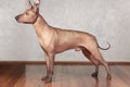 Portrait of standing adult Xolotizcuintle dog Mexican Hairless, male standard size in show training with hanlder. Beautiful dog