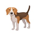 Portrait of standing beagle puppy. Small dog with brown-white coat and long ears. Flat vector for promo poster of animal