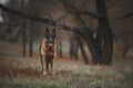 Portrait of a standing german shepherd dog Royalty Free Stock Photo