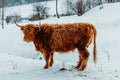 Portrait of standing highland cattle brown cow from side in winter landscape Royalty Free Stock Photo