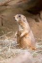 A Portrait of a Standing Prairie Dog Royalty Free Stock Photo