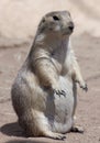 A Portrait of a Standing Prairie Dog Royalty Free Stock Photo