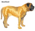 Colored decorative standing portrait of Boerboel vector illustration